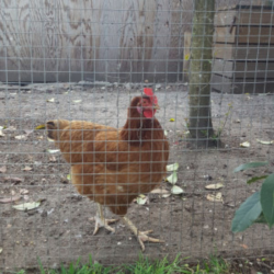 grillage à poules maille carrée