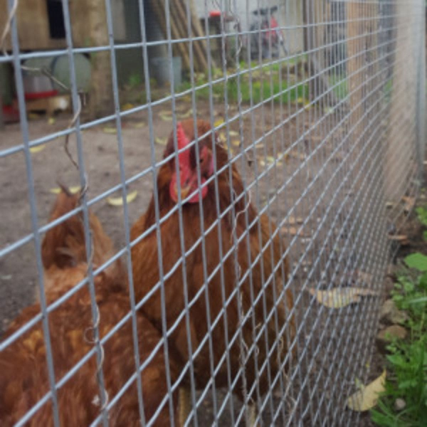 Grillage à lapins, cage petits animaux (Rouleau 25m)