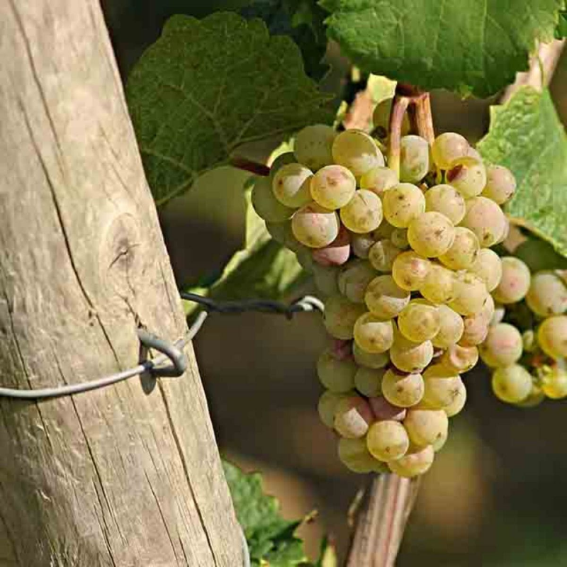 crampillon acier galvanisé