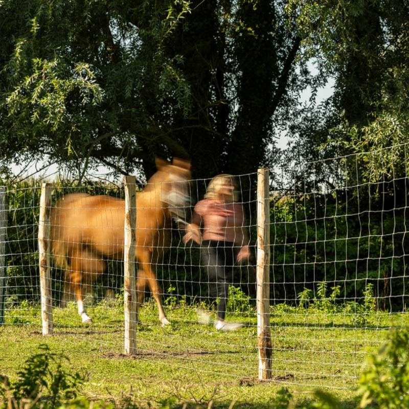grillage mouton agricole